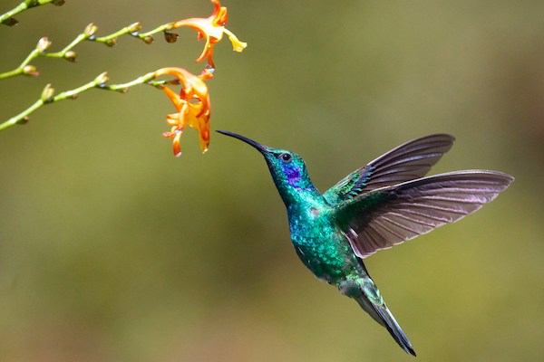 How to Make Food for Hummingbirds: A Simple Guide for Bird Lovers